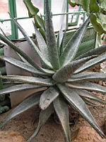 Aloe ferox (fam Liliacees) (Afr. du sud) (1) (Photo F. Mrugala)